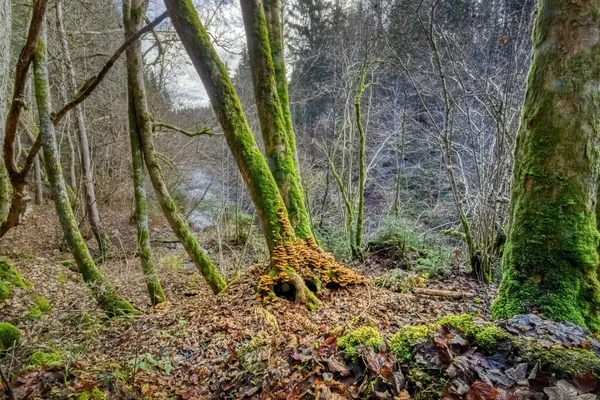 ドイツ南西部のブラックフォレストにあるヴタハ渓谷の木のキノコ — ストック写真