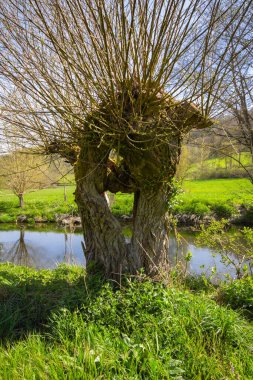 Salix Viminalis, ortasında bir delik olan Söğüt Ağacı, Tauber Nehri, Bavyera, Güney Almanya