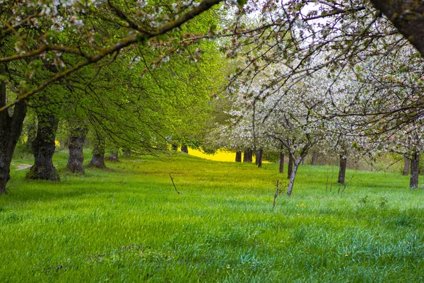 Aleja Wiosenna Białymi Kwiatami Zielonymi Drzewami Żółtym Polem Końcu Położona — Zdjęcie stockowe