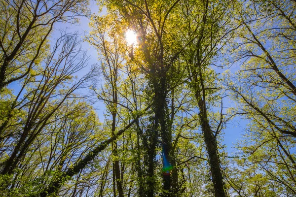 Luce Solare Della Foresta Nelle Alture Frazionarie Baviera Germania Meridionale — Foto Stock