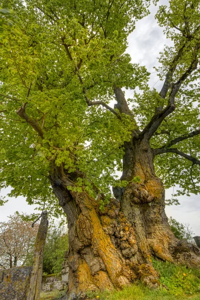 位于德国苏亚雷斯巴伐利亚罗森堡附近的柏格斯塔夫 树龄约500年 周长8 — 图库照片