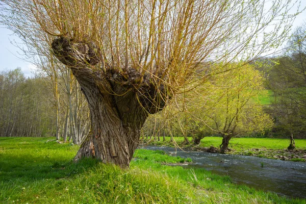 Twisted Basket Willow Tree Twig Shoots Spring Time Tauber River — Zdjęcie stockowe