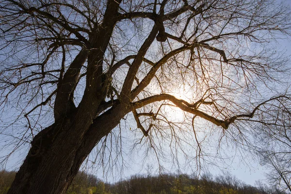 Albero Protetto Nella Valle Del Tauber Con Ramoscelli Attesa Del — Foto Stock