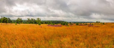 Lueneburg Heath 'deki Preising Heath' in rüzgarlı manzarası. Yazın çiçek açan kısımları da var.