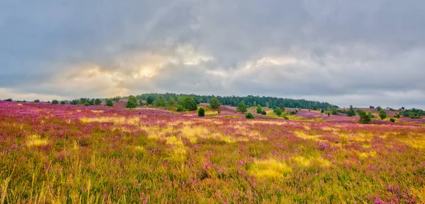 Wolkenbruch Der Lüneburger Heide Südlich Vom Wilseder Berg Mit Sonnenaufgang — Stockfoto