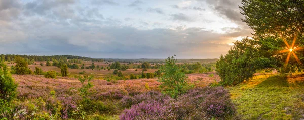 Sonnenuntergang Vom Wilseder Gipfel 169 Mit Sonnenlicht Baum Und Dem — Stockfoto