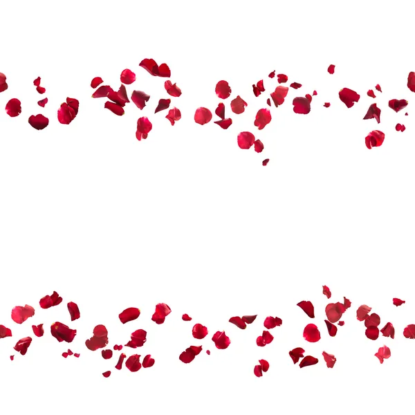 Nahtlose Rosenblütenlinien — Stockfoto
