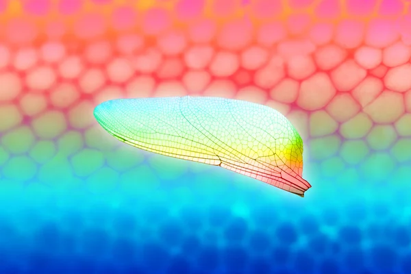 Żywe Dragonfly Wing — Zdjęcie stockowe