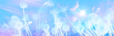 Beyaz Dandelions gündoğumu eşarplı