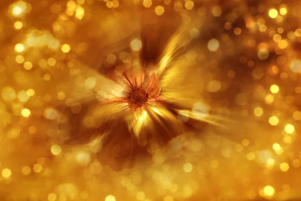 Vergulde bloem Zoom Blur — Stockfoto