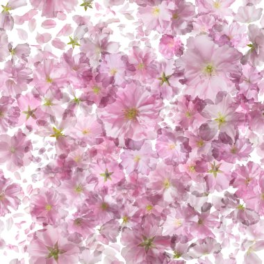 Parlak Sakura desen