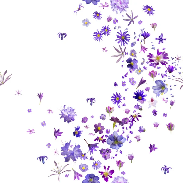 Повторяющиеся фиолетовые цветочные почки — стоковое фото