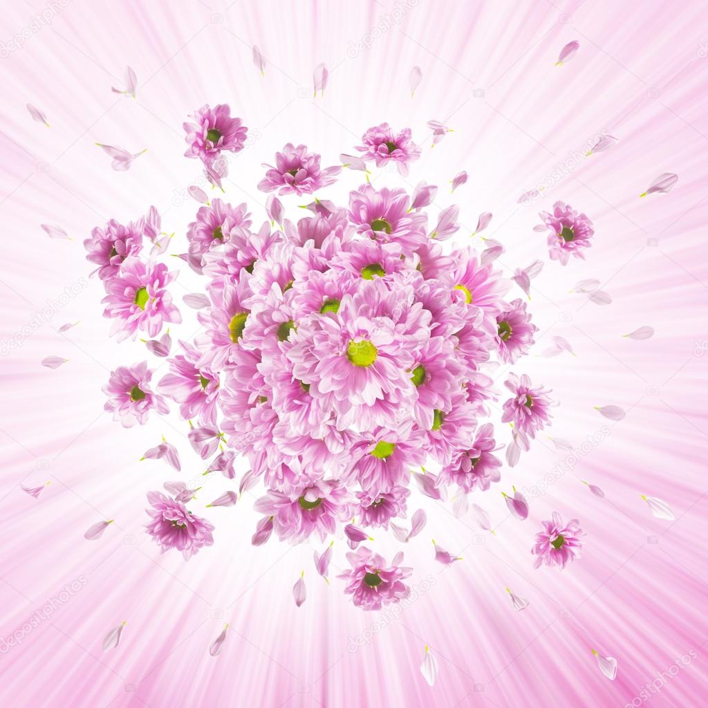 Pink Daisies Explosion