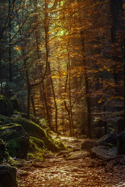 Wald im Herbst leuchtet — Stockfoto