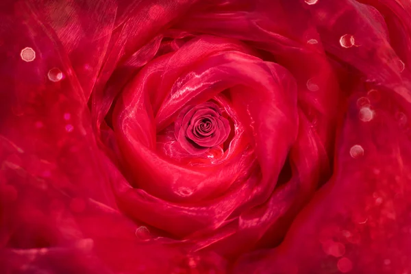 Rose Bud met gordijnen — Stockfoto