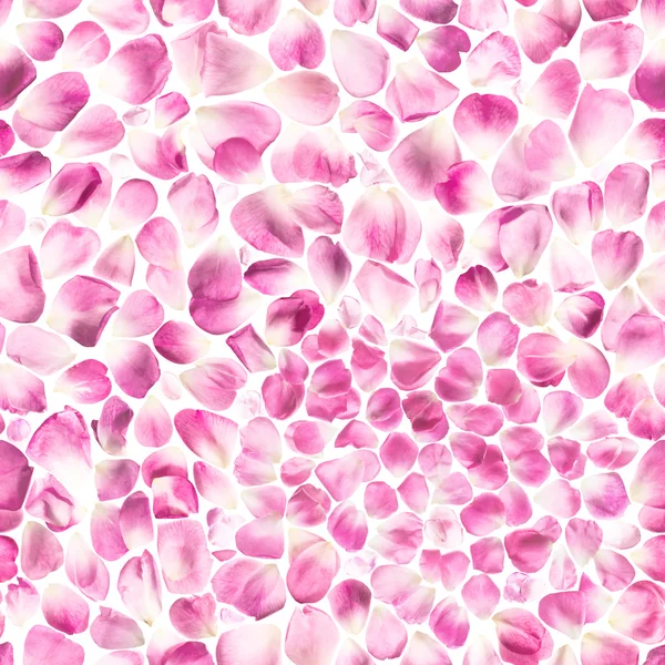 无缝的粉红色玫瑰花瓣在背光 — 图库照片