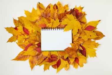 Merhaba Kasım ayı. sonbahar arkaplanı beyaz arkaplan üzerinde defter ve yapraklar.