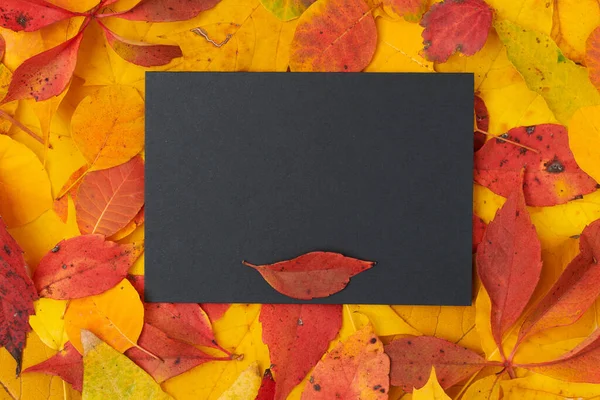 Hello September Autumn Flat Lay Paper Sheet Leaves — Stock Photo, Image