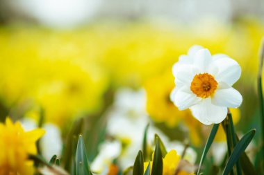 Narcissus 'a yakın baharda çiçek tarhında.