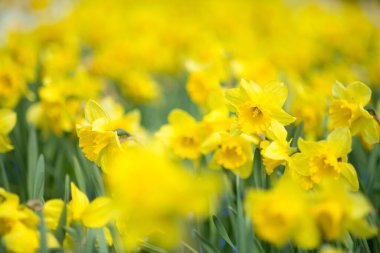 Narcissus 'a yakın baharda çiçek tarhında.