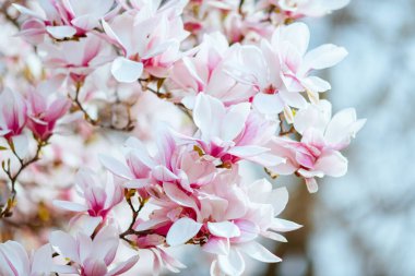 Baharda manolyaya yakın çekim.