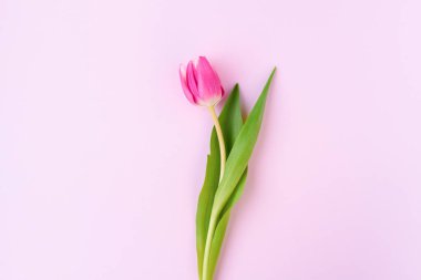 bahar dairesi pembe arka planda izole edilmiş lale ile yatıyordu.