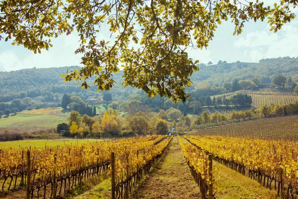 Landskap Med Kullar Lövverk Och Vinfält Toscana Italien Hösten — Stockfoto