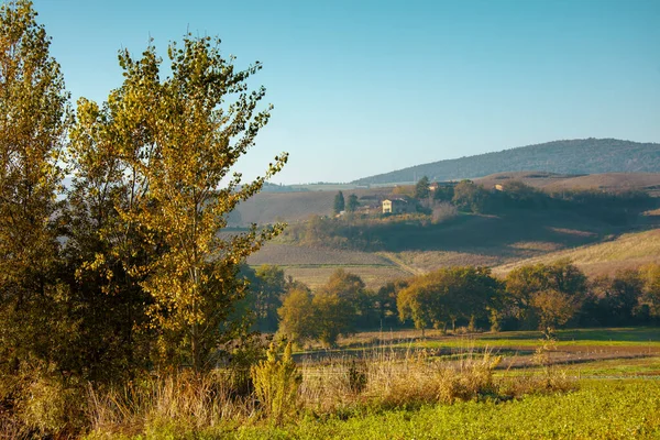 Landschaft Mit Hügeln Und Bäumen Der Toskana Sommer — Stockfoto