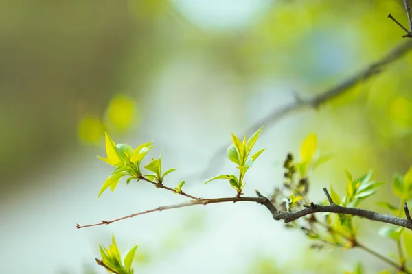 春の木のブランチの閉鎖 — ストック写真