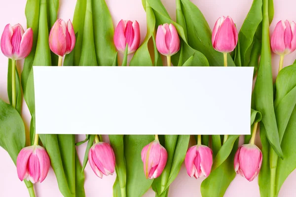 Pružinový Byt Ležel Papírovým Listem Tulipány Izolovanými Růžové — Stock fotografie