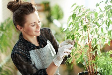 Relaxing home gardening. happy young woman in white rubber gloves with potted plant cleaning leaves in the modern house in sunny day. clipart