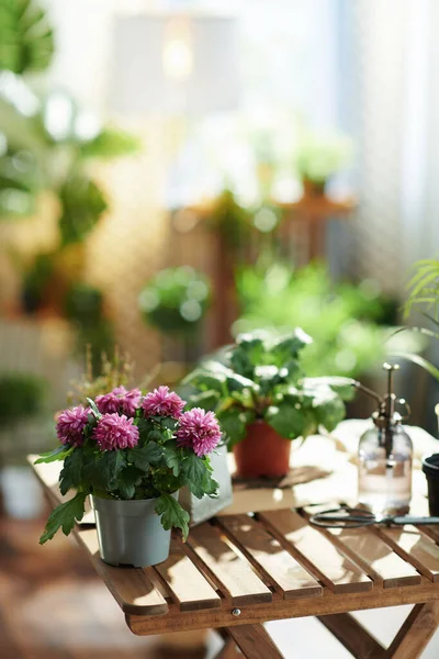 Groen Huis Potplant Een Houten Tafel Modern Huis Zonnige Dag — Stockfoto