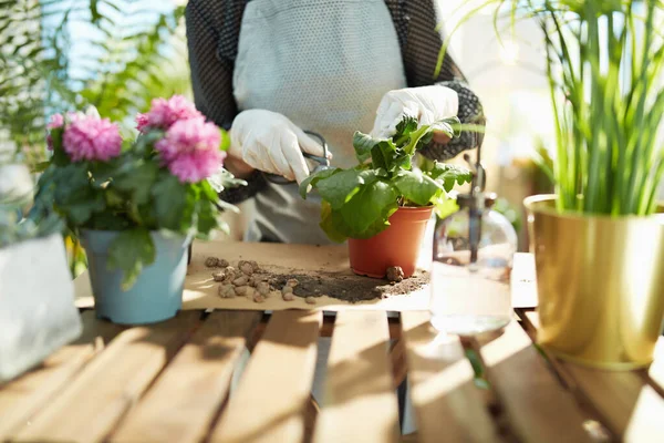 Relaxing home gardening. Closeup on middle aged woman with potted plant do gardening in the house in sunny day.