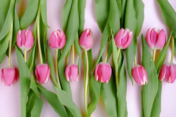 Printemps Plat Couché Avec Des Tulipes Isolées Sur Fond Rose — Photo