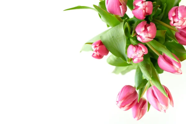 Ressort Plat Posé Avec Des Tulipes Isolées Sur Blanc — Photo