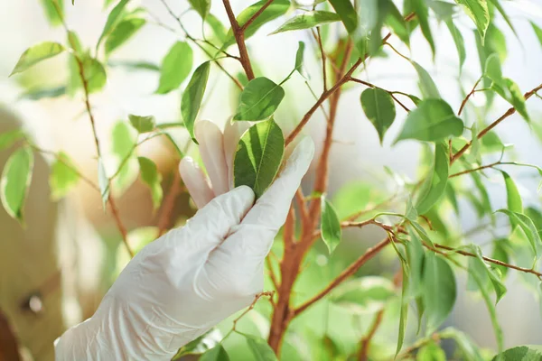 Green home. Closeup on woman with potted plant checking leaves in the living room in sunny day.