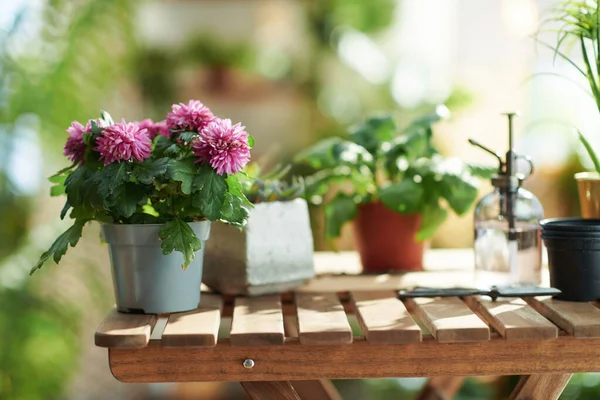 グリーン ホーム 晴れた日に現代の家の木のテーブルの上に鉢植えの植物の閉鎖 — ストック写真