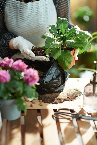 Green Home Closeup Florist Potted Plant Soil Living Room Sunny — Stock Photo, Image