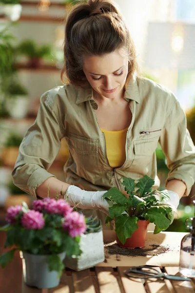 Green home. modern woman in white rubber gloves with potted plant do gardening in the modern house in sunny day.
