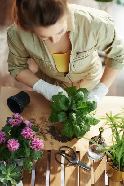 Relaxing home gardening. Upper view of modern woman in white rubber gloves with potted plant do gardening at modern home in sunny day.