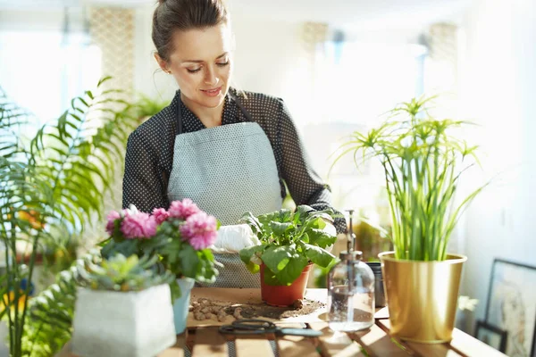 Relaxing home gardening. modern woman in white rubber gloves with potted plant do gardening in the modern house in sunny day.