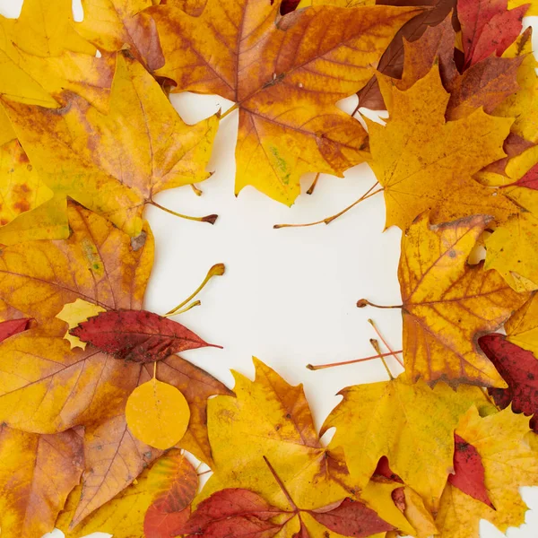 Dobrý Den Září Podzimní Pozadí Listy Bílém Pozadí — Stock fotografie