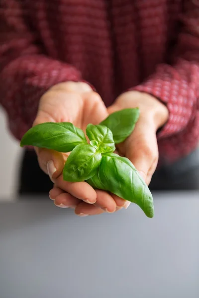 Closeup on young housewife showing basil — Stock Photo, Image