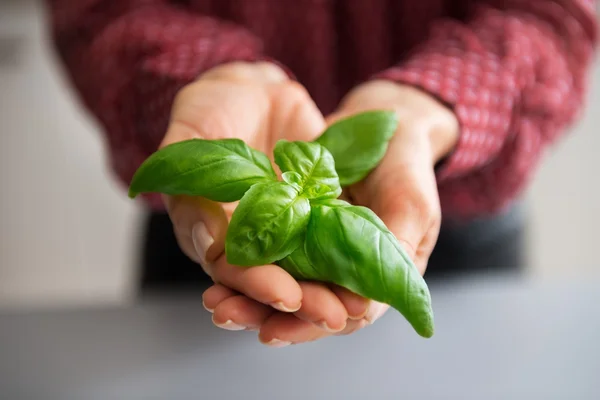 Closeup on young housewife showing basil — Stock Photo, Image