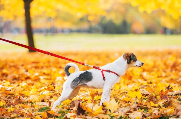 Primo piano su cane al guinzaglio all'aperto in autunno — Foto Stock