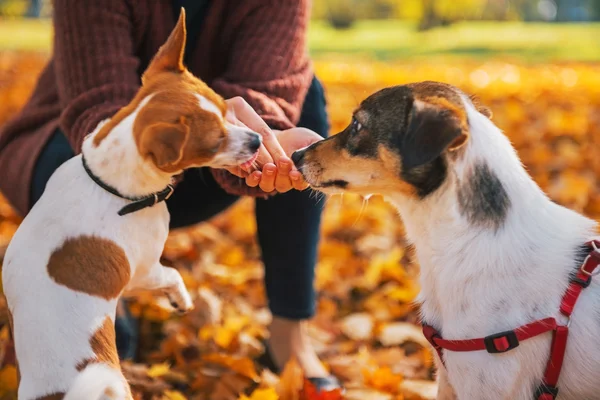 Primo piano sulla giovane donna che alimenta i cani all'aperto in autunno — Foto Stock