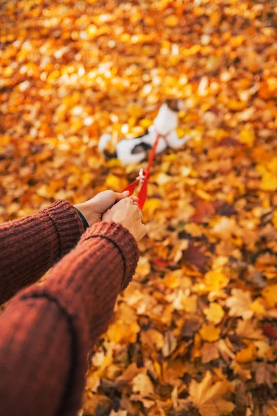 Closeup on young woman holding dog on leash outdoors in autumn — Stock Photo, Image