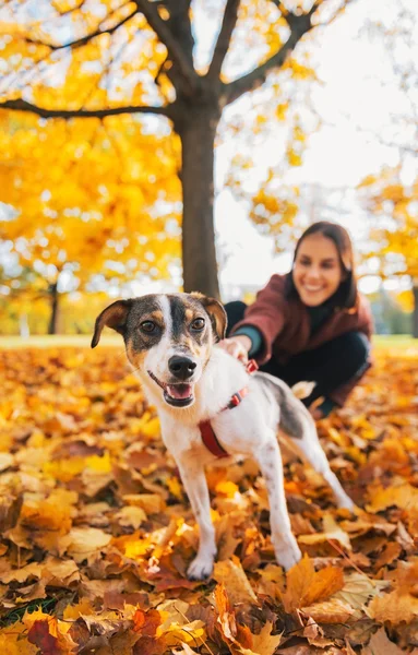 Крупный план собаки на поводке тянет молодую женщину на улицу осенью — стоковое фото