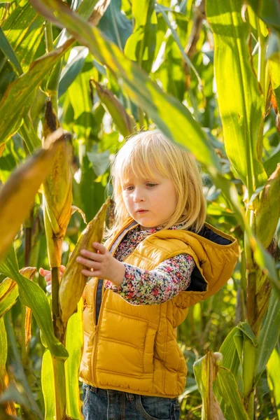 Retrato de niño curioso encontrar maíz en maizal — Foto de Stock