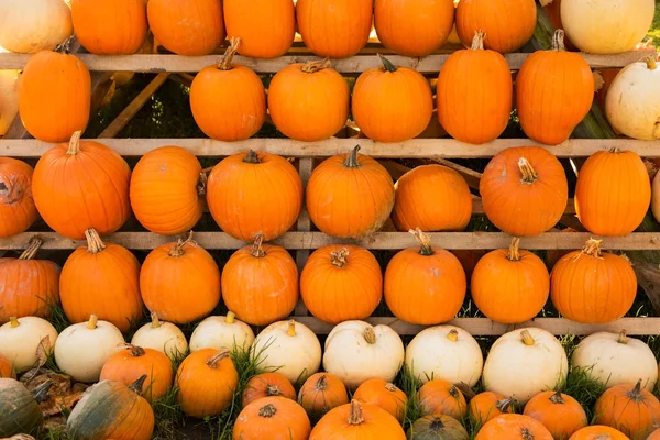 Gros plan sur les rangées de citrouilles — Photo